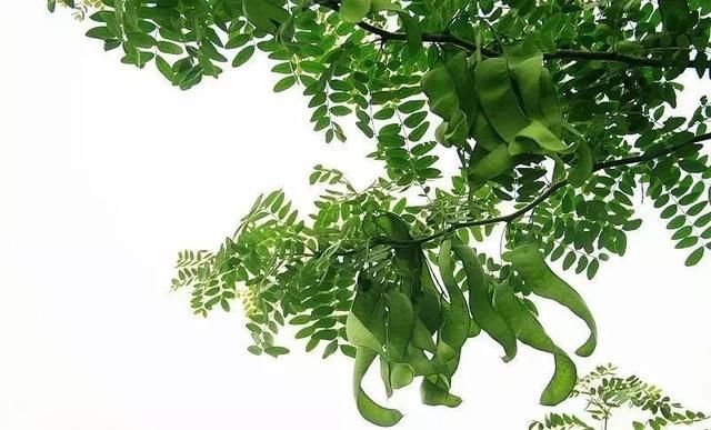 皂荚多功能乡土树种