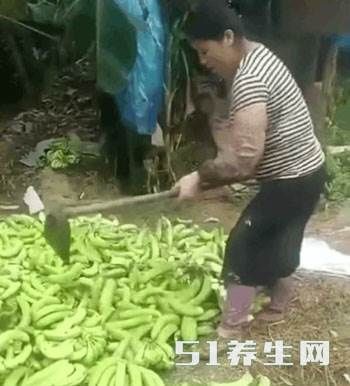 蕉农用锄头砸烂香蕉,农民:三毛一斤不卖了,就地