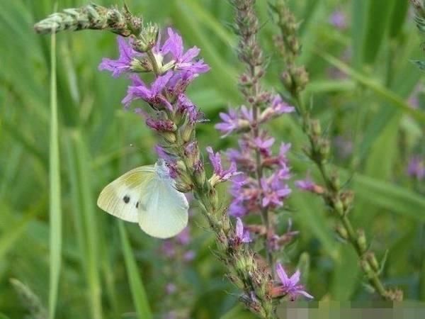 颈椎病 富贵包 有救了!民间一个外敷偏方法子,