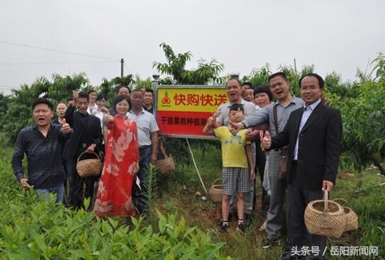 岳阳县千苗苹果桃新鲜出园“快购快送”团队爱心助农