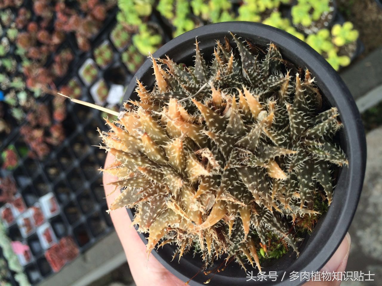 初春多肉植物大棚游记，边看边买美丽花卉