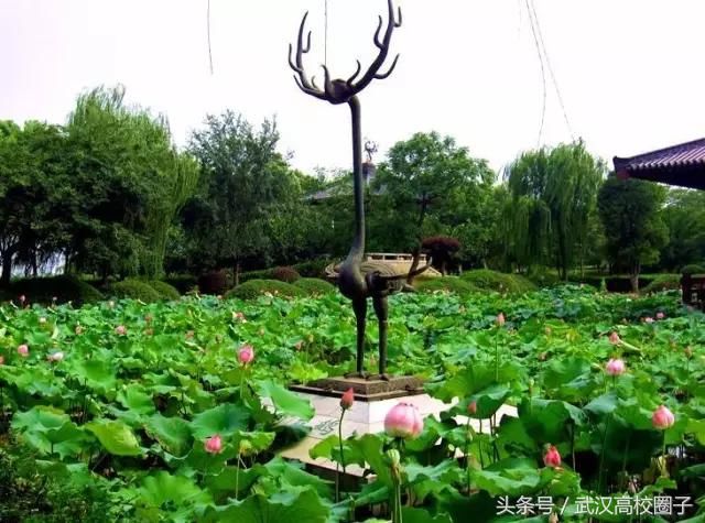 武汉30个春游免费景点大集合!踏青、骑行、拍照来这里就对了!