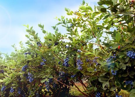 小小蓝莓利润高,他的蓝莓种植园产量达6000斤