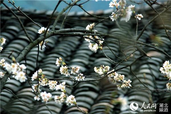 湖北十堰:樱桃花开早 风景美如画