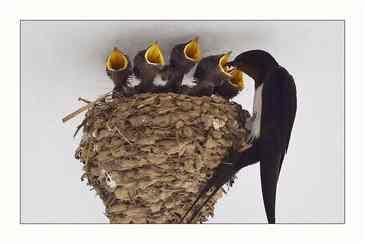 中国吃货即便吃遍了全世界，也不敢吃这种动物!不要告诉我你吃过