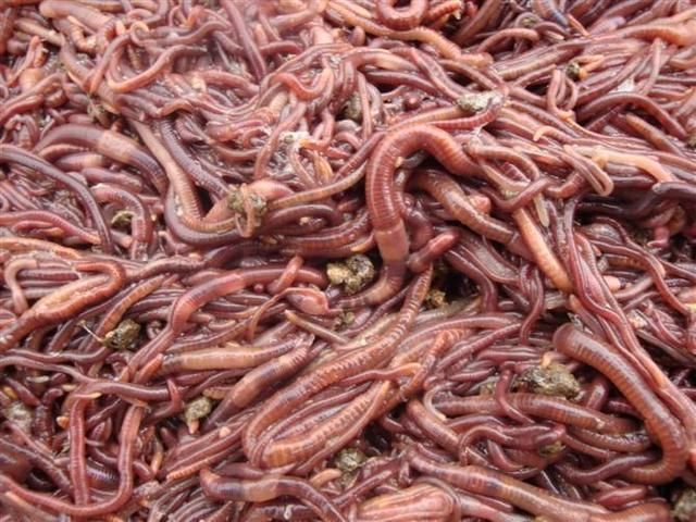 农村特色养殖有的是骗局,农村朋友们要谨慎,小