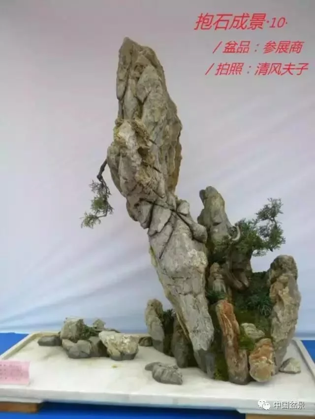 欣赏典雅新奇抱石盆景,学习抱石盆景制作技巧 - 武汉老徐 - 武汉老徐的博客 欣赏典雅新奇抱石盆景,学习抱石盆景制作技巧 - 武汉老徐 - 武汉老徐的博客