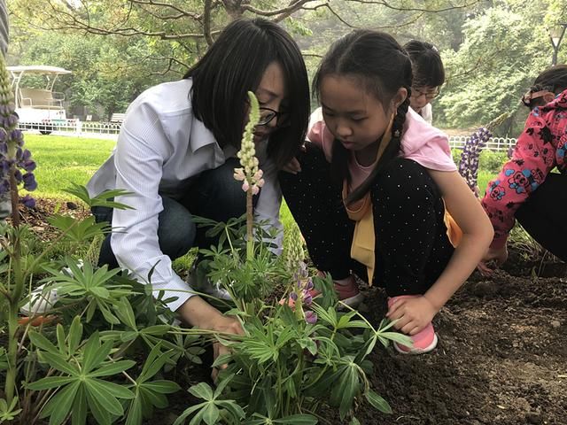 “五一”假期玉渊潭公园首邀亲子家庭栽植鲁冰花