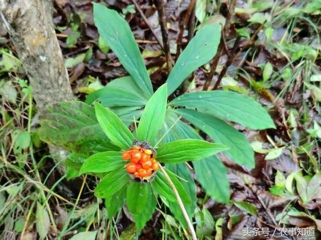 农村这种野草，人称“蛇最怕”，家里种一棵，夏天蛇不敢来