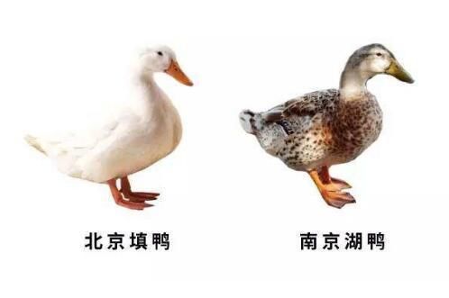 细说烤鸭：南京和北京到底有什么不同？南京赢了！