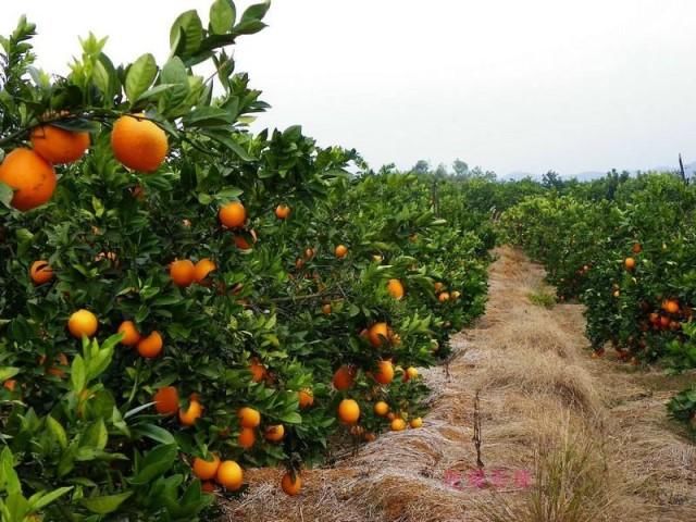 农民种植这水果,亩产2000斤,每年增收一万好几