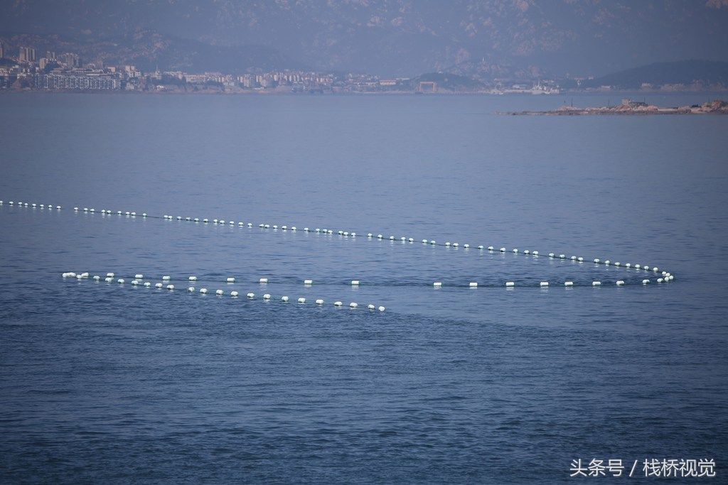 青岛设海上拦浒网防浒苔，今年江苏先治严防死守，不会作乱山东