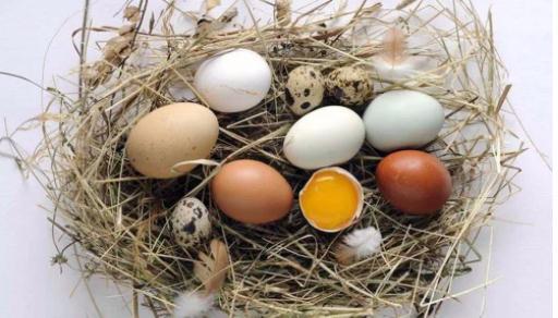 孩子吃鸡蛋和鹌鹑蛋,哪个更容易过敏?过敏了能