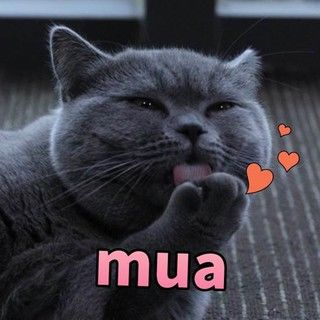 王者荣耀人气战队QGhappy携队宠萌猫全员入