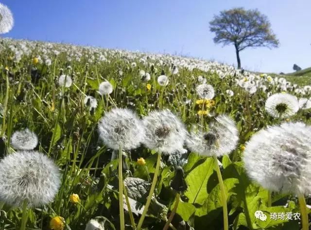 婆婆丁野菜泡水功效 t01ef71514990d868c0.jpg