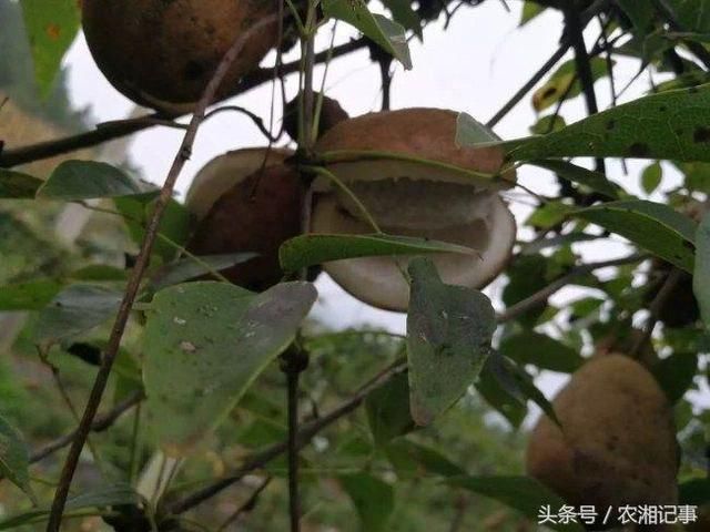 农村小伙返家种植它,亩产值五万元