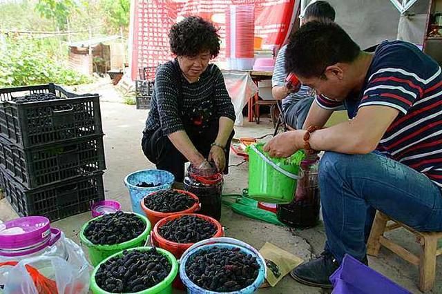 超市里卖的桑葚，里面到底有没有虫子呢？今天算是长知识了