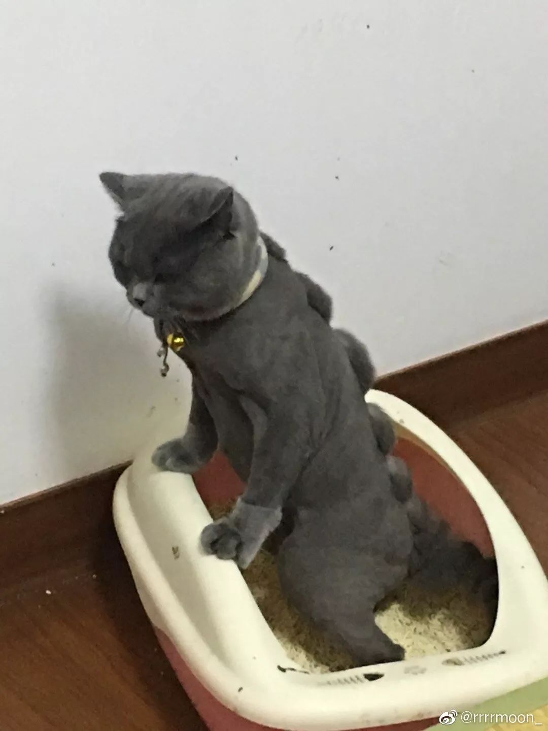 大型吸引偷拍现场!女生一条有这是的v女生…味道吗帅哥拉屎图片