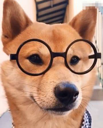 主人给柴犬买了一副眼镜,柴柴戴上帅气十足,网