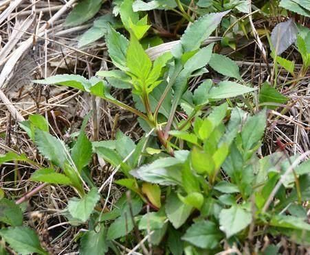 农村人嫌弃它“苦”,拿到城里,城里人按克称着买