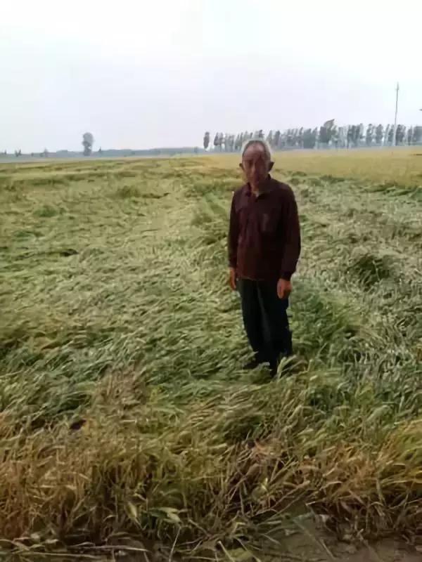 小麦主产区河南山东多地出现倒伏 周末还有暴雨天气!