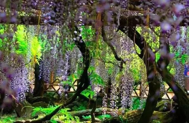 乐活旅行:错过了樱花，日本还有五处最美的紫藤花等着你!