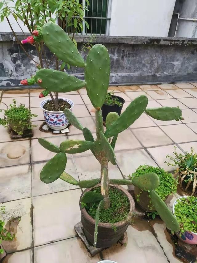 为什么以前看到仙人掌经常可以开花结果,现在却很少看到呢? e世博国际