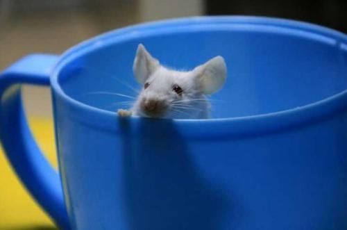 发胶可以带上火车吗