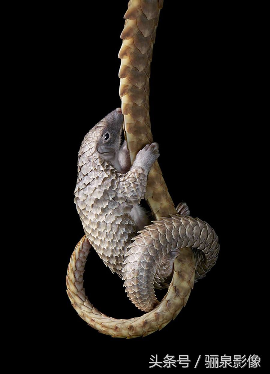 Tim Flach:唤起怜悯之心 充满人性的动物肖像