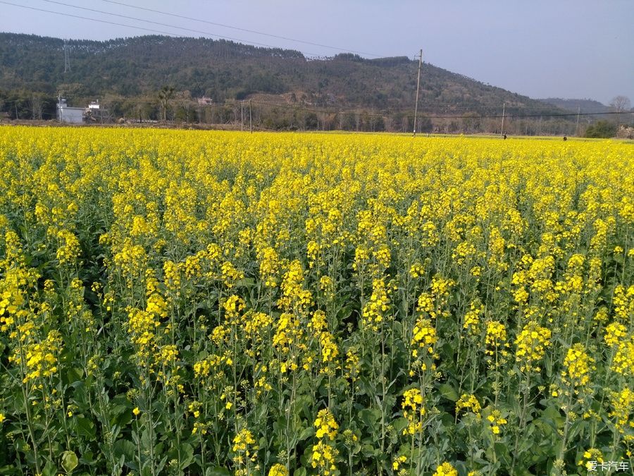 2018年春节粤北韶关赏花，火山上的油菜花 。