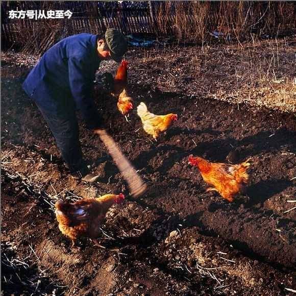 80年代东北农村老照片:图1驴在磨豆腐,最后一