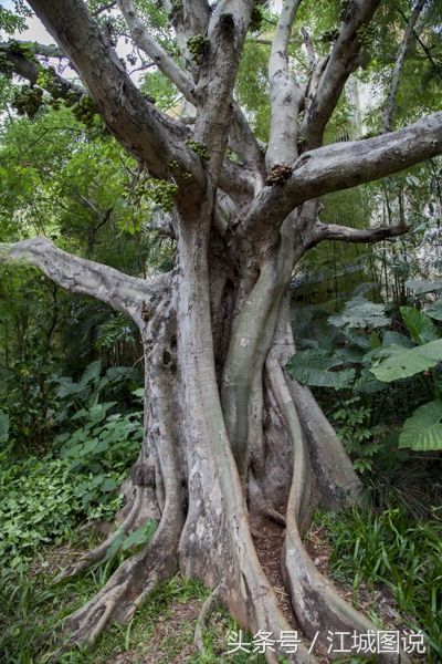 这是热带植物中的一种，树干上长出了密密麻麻的果实，你认识么?