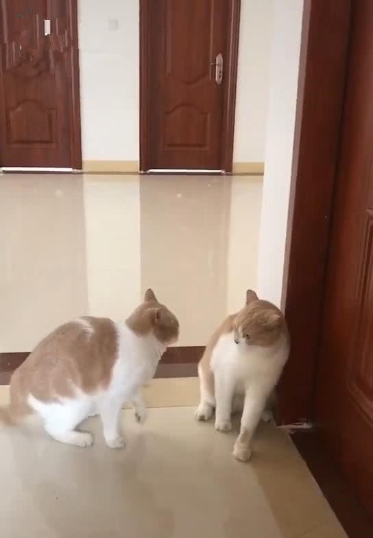 双胞胎猫咪打架,网友看后直接笑喷,网友:不知道以为猫在照镜子 10bet网址