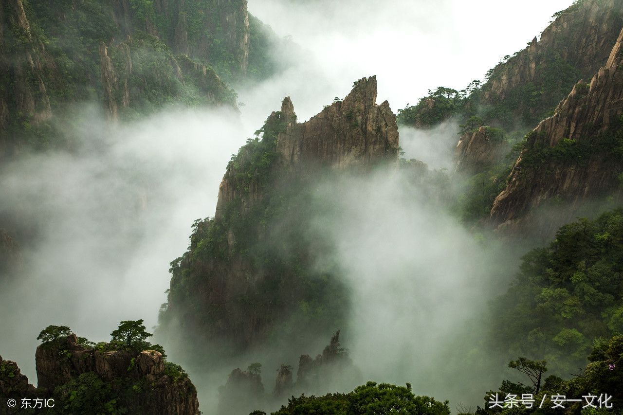 中国最美古树遴选结果--迎客松成功入选，被命名“最美黄山松”