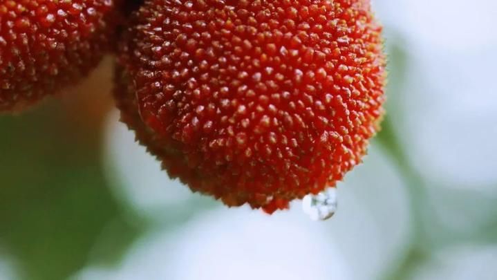 比东魁杨梅大!黄岩培育出杨梅新品种 已获国家