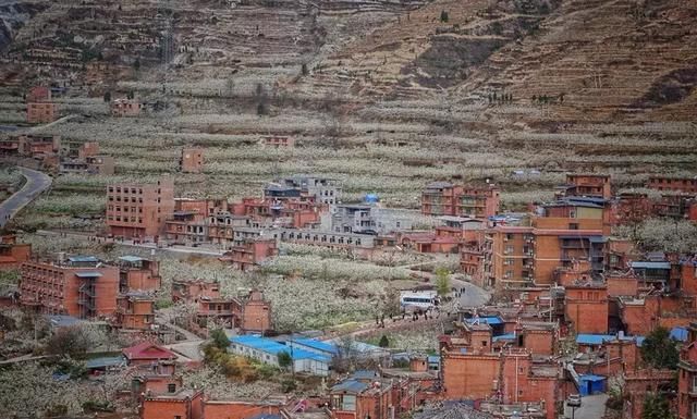 川西规模最大原生态李花观赏地，迎来最后的花期！要去的抓紧！