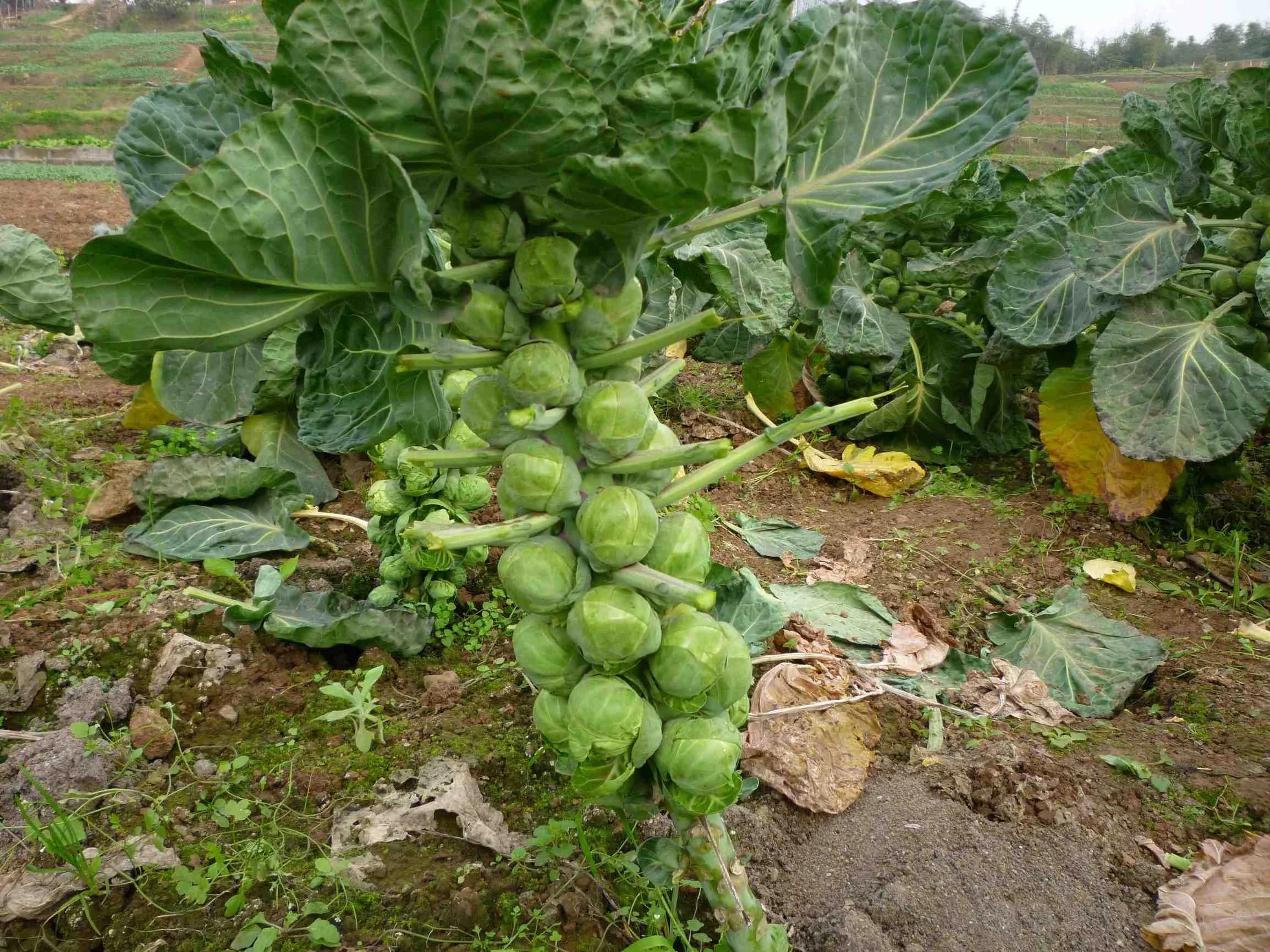 种一棵能收获60个包菜,一公斤就要80元,只有在星级酒店才能吃到 - 红波仙子 - hbz69123的博客 种一棵能收获60个包菜,一公斤就要80元,只有在星级酒店才能吃到 - 红波仙子 - hbz69123的博客