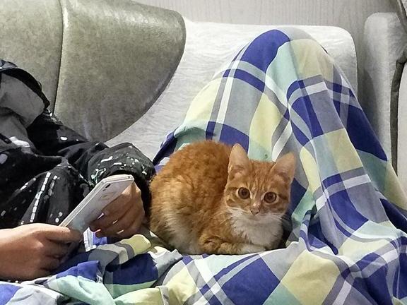 猫咪整日在家中犯傻,铲屎官忧心猫咪智力,用四