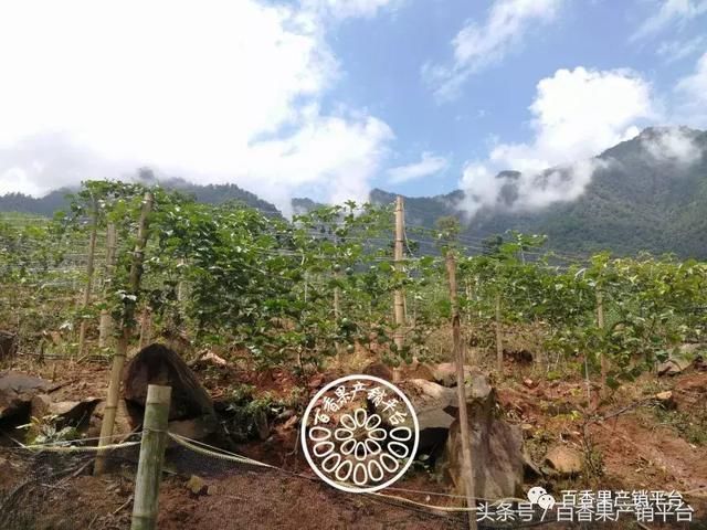 基地行|云南篱笆窗帘架种植黄金百香果,硕果