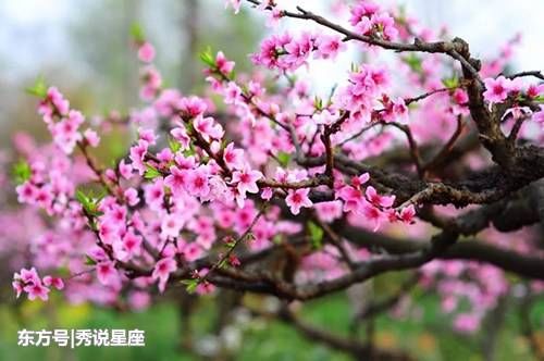 十五元宵前后，桃花朵朵开，花好月又圆的生肖女