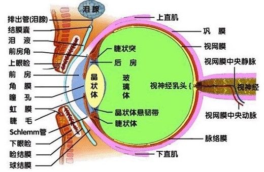 听说做过近视手术的人老了会瞎，这是真的吗?