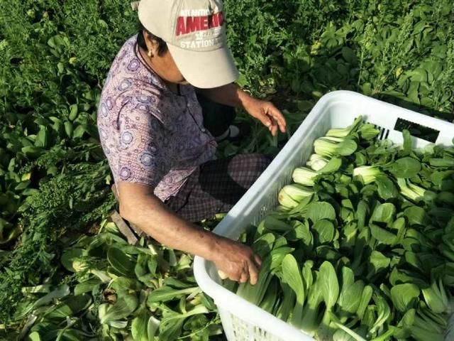 农村老人起早贪黑挖油菜，只为赚点零花钱