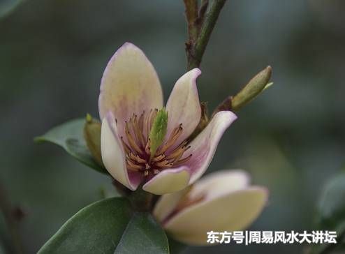 初六,初七,初八三大生肖上班,好兆头,开门见喜,喜财迎家!