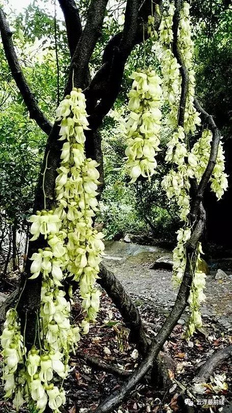 禾雀花开！云浮周边原来有这么美的仙境！周末约不？