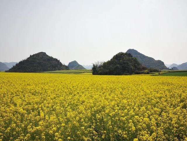 随走札记｜一到春天，罗平就变成了多彩的世界