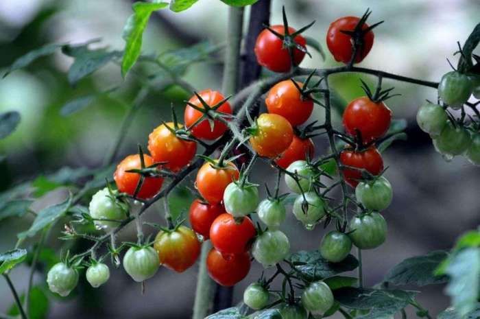 圣女果有6大好处,但这样吃会引起中毒,快告诉