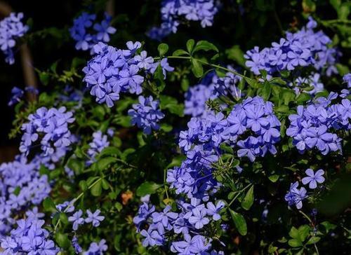 清新,优雅,惹人喜爱的蓝雪花,最适合秋天养了!
