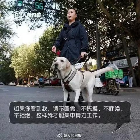 上海导盲犬地铁视频