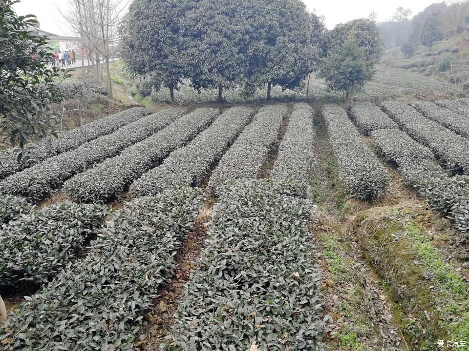 参观牛碾坪万亩观光茶