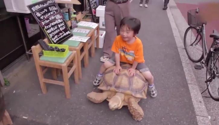 日本老人养乌龟,把它当儿子,还每天领它散步!
